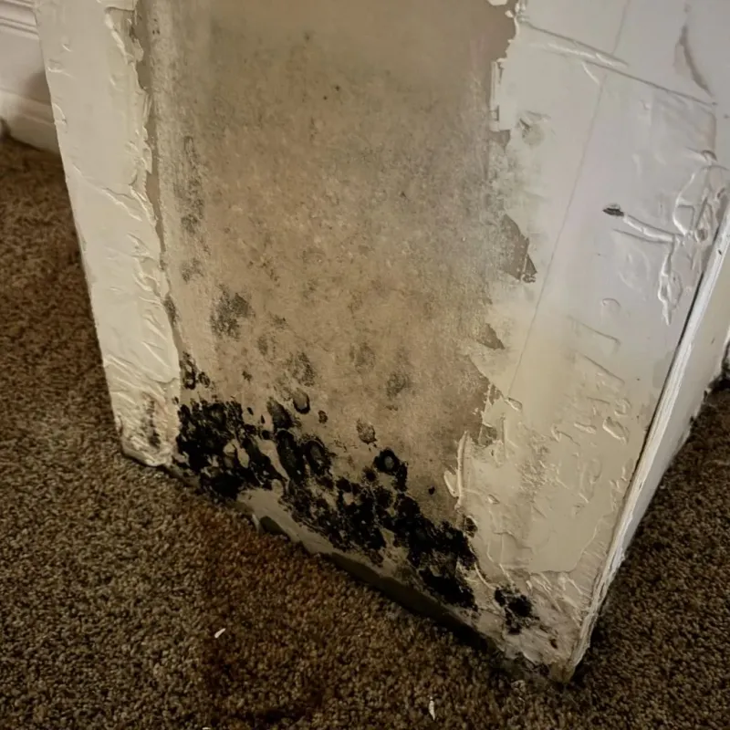 Professional Mold Removal in Leslie County, KY
